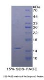 Rat Caspase 3 (CASP3) Protein