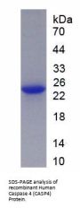 Human Caspase 4 (CASP4) Protein