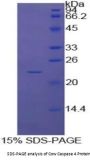 Cow Caspase 4 (CASP4) Protein