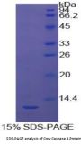 Cow Caspase 4 (CASP4) Protein