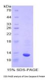 Cow Caspase 6 (CASP6) Protein