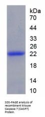 Mouse Caspase 7 (CASP7) Protein