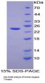 Human Caspase 7 (CASP7) Protein