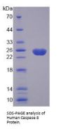 Human Caspase 8 (CASP8) Protein
