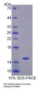 Human Caspase 8 (CASP8) Protein