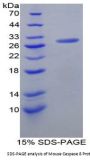 Mouse Caspase 8 (CASP8) Protein