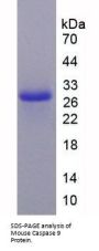 Mouse Caspase 9 (CASP9) Protein