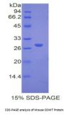 Mouse Catechol-O-Methyltransferase (COMT) Protein