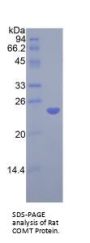 Rat Catechol-O-Methyltransferase (COMT) Protein