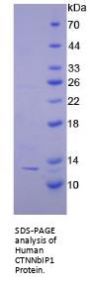 Human Catenin Beta Interacting Protein 1 (CTNNbIP1) Protein