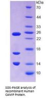 Human Cathelicidin Antimicrobial Peptide (CAMP) Protein