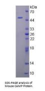 Mouse Cathelicidin Antimicrobial Peptide (CAMP) Protein