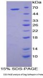 Dog Cathepsin A (CTSA) Protein