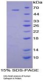 Human Cathepsin A (CTSA) Protein
