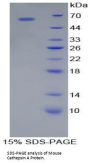 Mouse Cathepsin A (CTSA) Protein