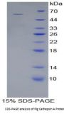 Pig Cathepsin A (CTSA) Protein