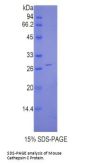 Mouse Cathepsin C (CTSC) Protein