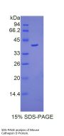 Mouse Cathepsin D (CTSD) Protein