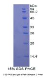Rat Cathepsin D (CTSD) Protein