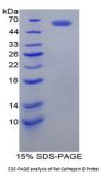 Rat Cathepsin D (CTSD) Protein