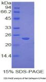 Rat Cathepsin G (CTSG) Protein