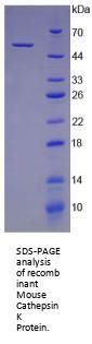 Mouse Cathepsin K (CTSK) Protein