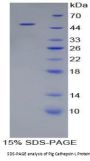 Pig Cathepsin L1 (CTSL) Protein