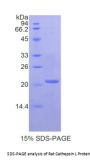 Rat Cathepsin L1 (CTSL) Protein
