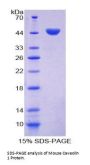 Mouse Caveolin 1 (CAV1) Protein