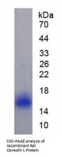 Rat Caveolin 1 (CAV1) Protein