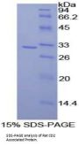 Rat CD2 Associated Protein (CD2AP) Protein