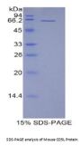 Mouse CD5 Antigen Like Protein (CD5L) Protein