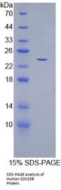 Human Cell Division Cycle Protein 25B (CDC25B) Protein