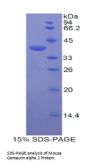 Mouse Centaurin Alpha 2 (CENTa2) Protein