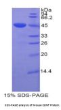 Mouse Cerebral Dopamine Neurotrophic Factor (CDNF) Protein