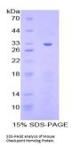 Mouse Checkpoint Homolog (CHEK1) Protein