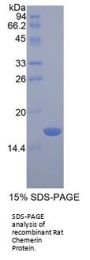 Rat Chemerin (RARRES2) Protein