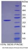 Mouse C-X-C Motif Chemokine 15 (CXCL15) Protein