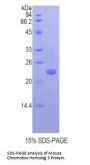 Mouse Chromobox Homolog 3 (CBX3) Protein