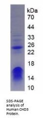Human Chromodomain Helicase DNA Binding Protein 3 (CHD3) Protein