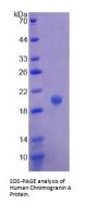 Human Chromogranin A (CHGA) Protein