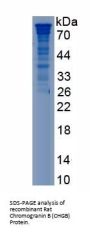 Rat Chromogranin B (CHGB) Protein