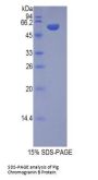 Pig Chromogranin B (CHGB) Protein