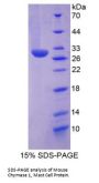 Mouse Chymase 1, Mast Cell (CMA1) Protein