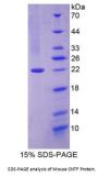 Mouse Ciliary Neurotrophic Factor (CNTF) Protein