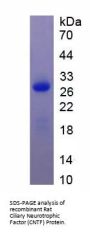 Rat Ciliary Neurotrophic Factor (CNTF) Protein