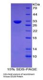 Mouse CD109 Antigen (CD109) Protein