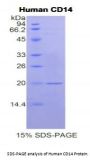 Human Cluster Of Differentiation 14 (CD14) Protein