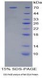 Rat Cluster Of Differentiation 14 (CD14) Protein
