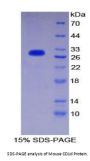 Mouse Antigen-Presenting Glycoprotein CD1d (CD1D) Protein